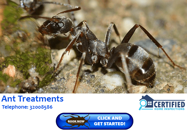 Ant Treatment North Tamborine