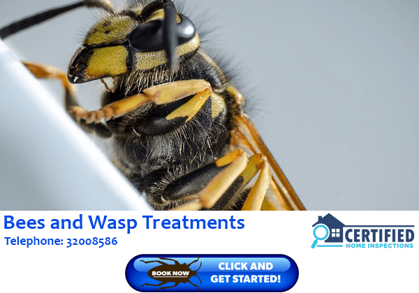 Bee And Wasp Treatment Varsity Lakes