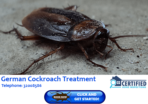 German Cockroach Treatment Mount Cotton