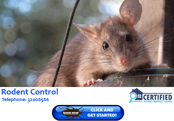 Rodent Treatment Buccan