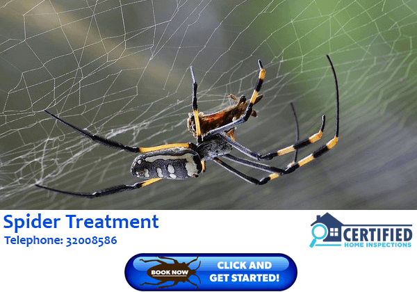 Spider Treatment Hillview