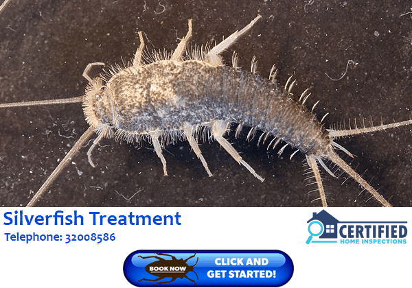 Silverfish Treatment New Beith