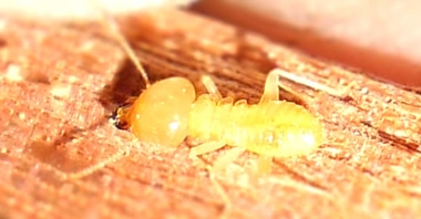 One of the most common termites found in our Building and Pest Inspections