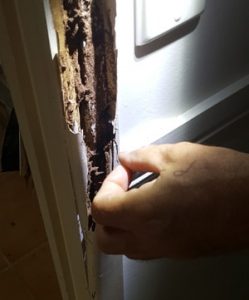 termite damage found in door jam