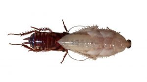 Cockroach shedding it's skin - Certified Home Inspections