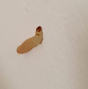 Maggots and Pantry Moth Larvae