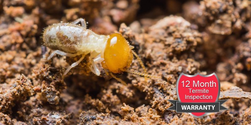 Our 12 month Termite Inspection warranty will give you peace of mind