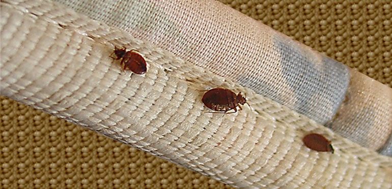 what do bed bugs look like? Here they are hiding in furniture