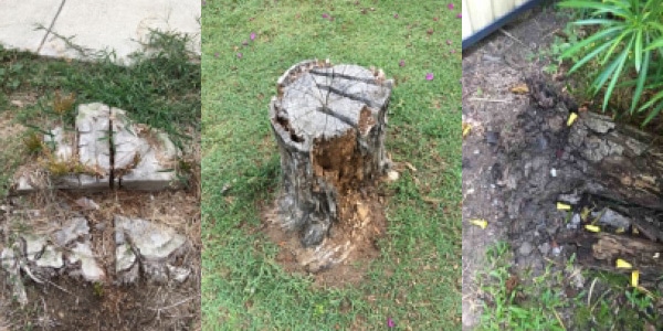 What attracts termites to my house - stumps being left in the ground