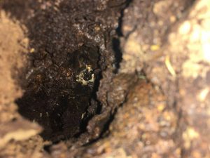 Termite treatment Brisbane