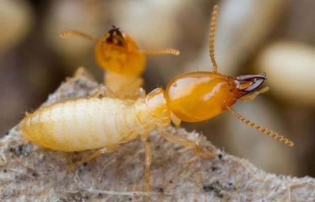 Termite protection brisbane-Gold Coast-Ipswich