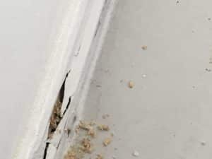 Termites recorded