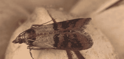 Maggots and Pantry Moth Larvae