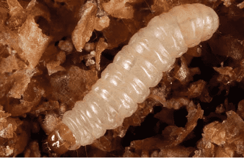 Maggots and Pantry Moth Larvae