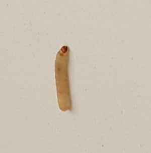 Maggots and Pantry Moth Larvae - How to identify them (Updated) 2022