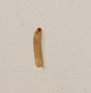 Maggots and Pantry Moth Larvae