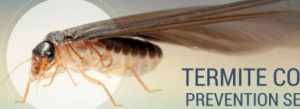 Termite Inspections brisbane