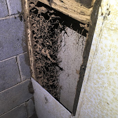 Most Common Termite Damage Areas