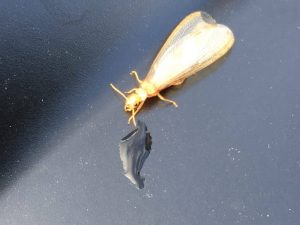 Flying Termite
