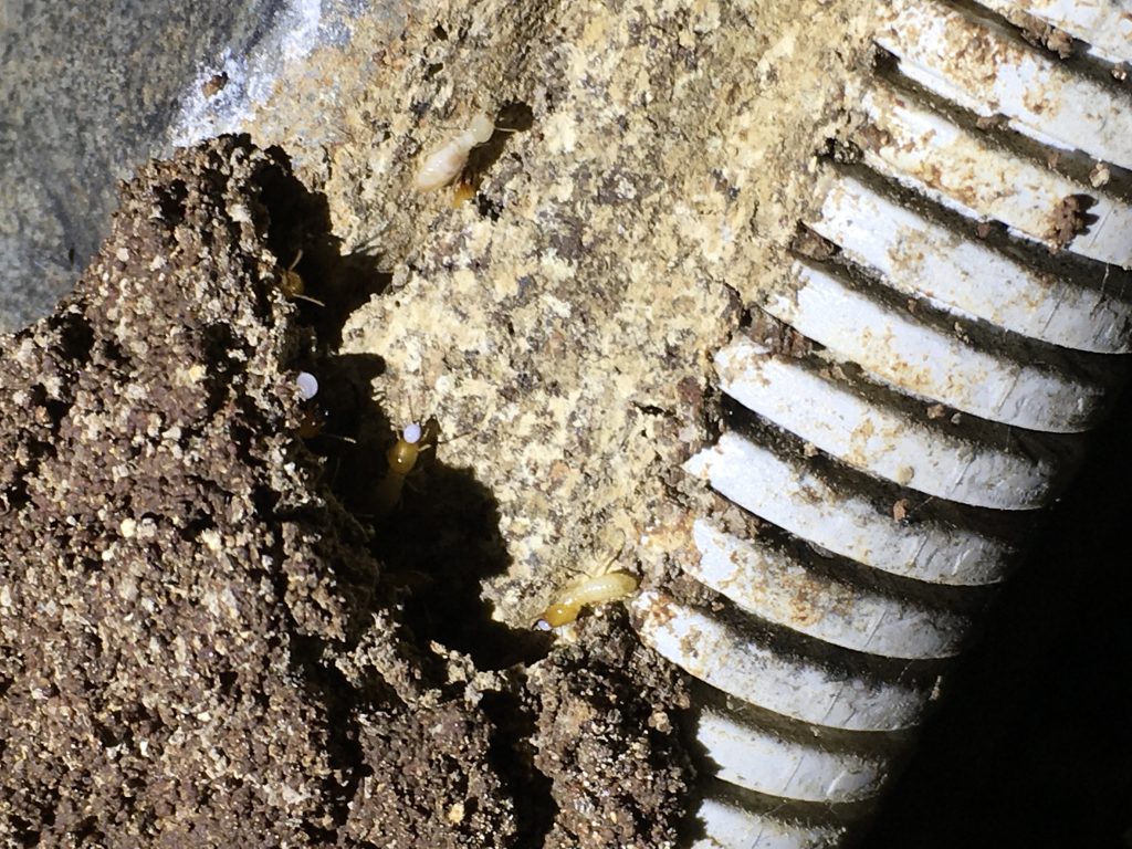 Termites found