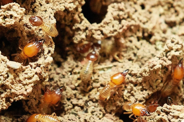 termite-identification
