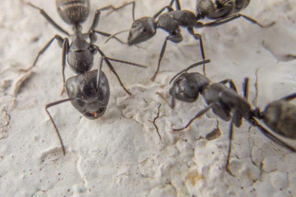 small-black-ants
