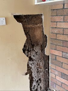 termites in wall ascot