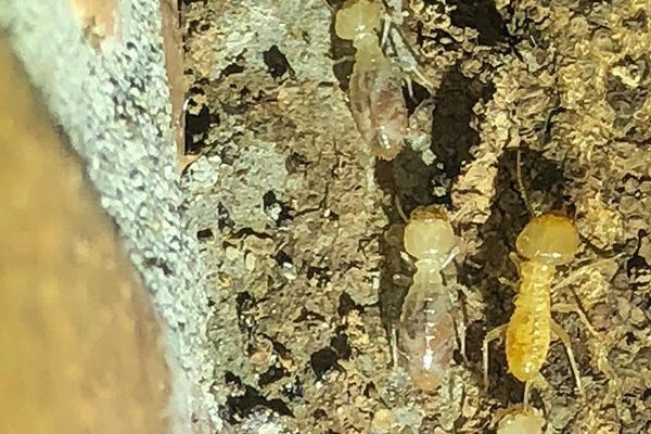termite-inspections-brisbane
