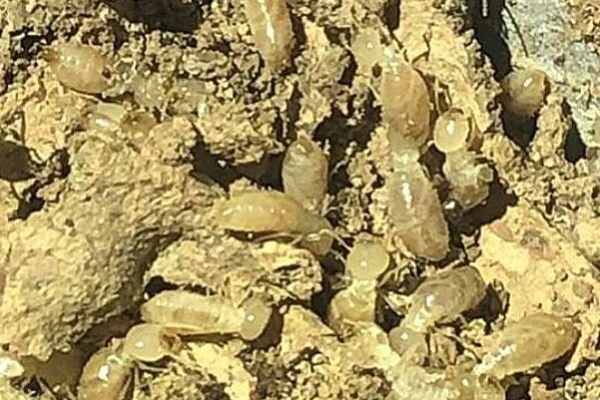 termite-inspections why you need them