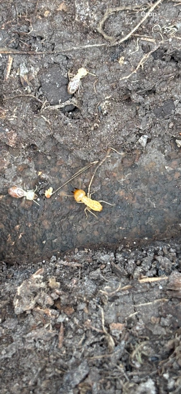 How To Kill Termites?